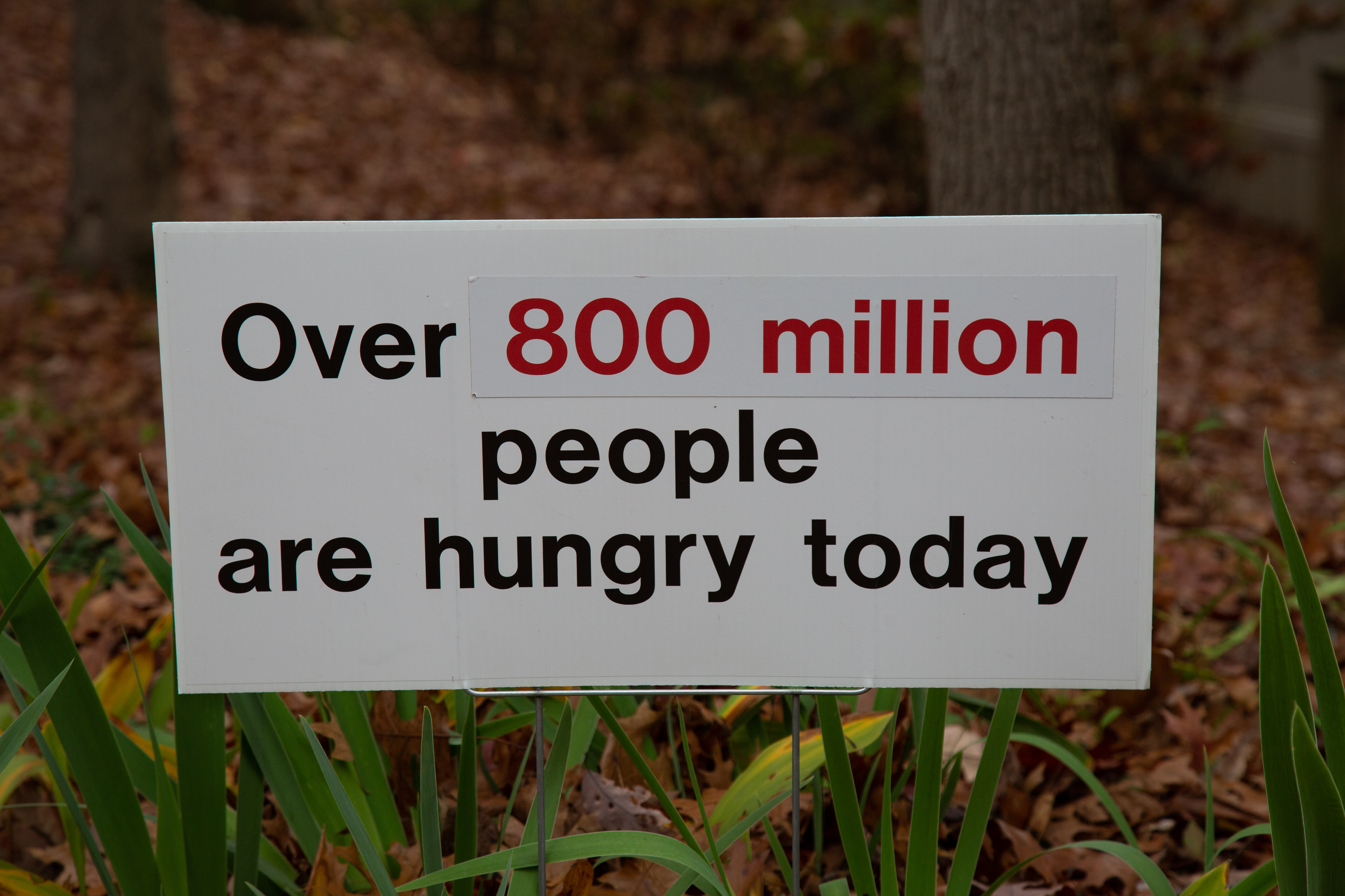 Over 800 million people are hungry today.